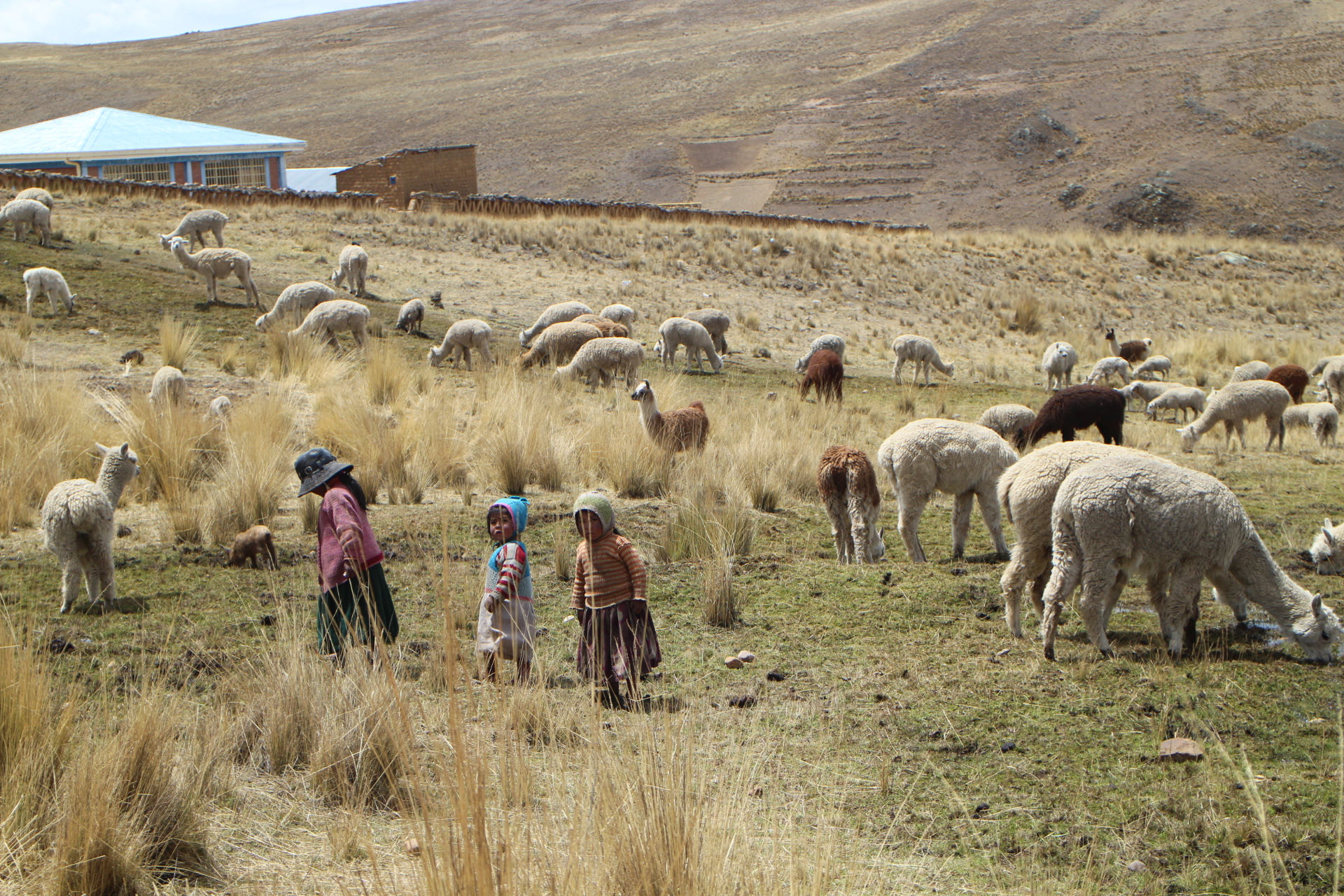 Kylän elämää, lapset laamapaimenessa. Suomen Lähetysseura, kehitysyhteistyö, Bolivia, Tirajahua.