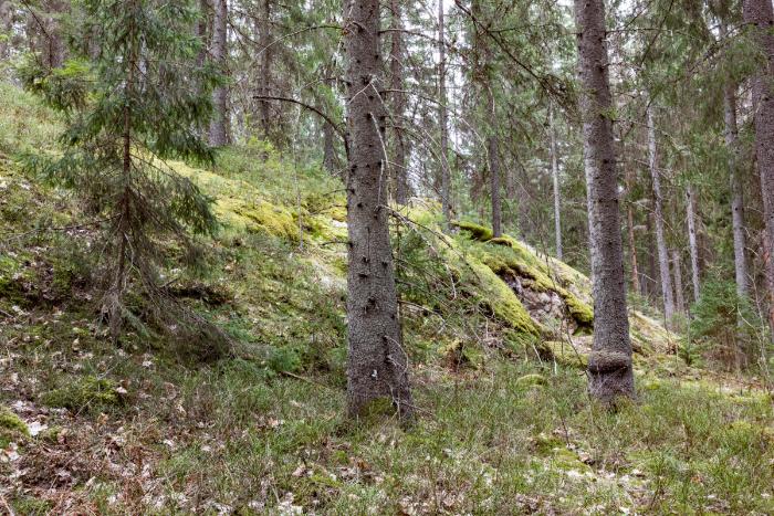 Kuvassa on havupuumetsää, sammalta maassa.