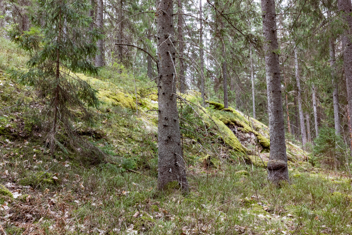 Kuvassa on havumetsää.