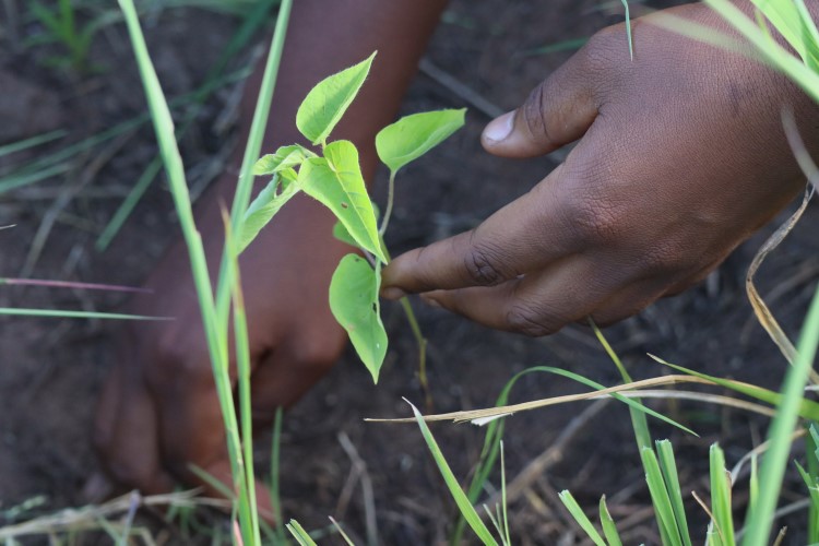 Hands planting a sapling in the soil.