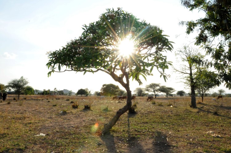 A young tree with tapering leaves grows on the plains in Africa. The sun shines straight into the camera through the branches.