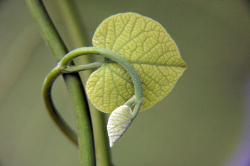 Espoon seurakunnat rakentavat uutta ympäristöohjelmaa ISO14001-standardin mukaisesti.