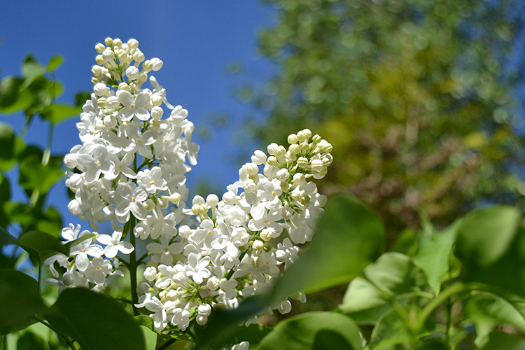 valkoisia syreenin kukkia sinistä taivasta vasten