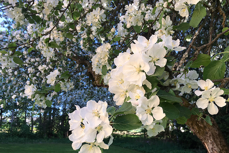 valkoisia omenapuun kukkia