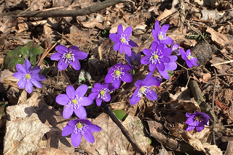 Sinivuokon kukkia, joiden keskellä on valkoinen keskusta kuin pieniä helmiä, kukat nousevat ruskeiden keväisten lehtien keskeltä.
