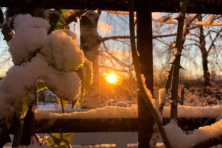Talvinen aurinko paistaa lumisten oksien läpi.