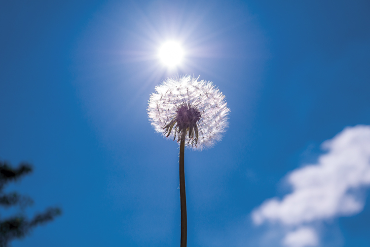 Kuvassa on voikukan siemenhahtuvapallo sinistä taivasta ja aurinko vasten.