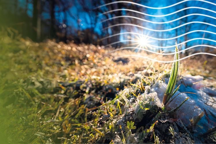Lumesta nouseva vihreä verso aamuauringossa. Kuva on luotu Adobe Fireflylla teköälyn avulla.