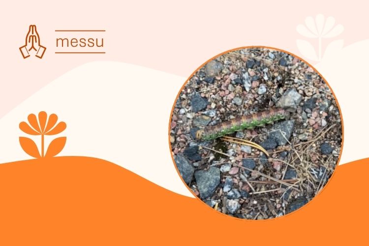 Oranssilla pohjalla piirretty kukka, pyreä kuvapohja, jossa mato.