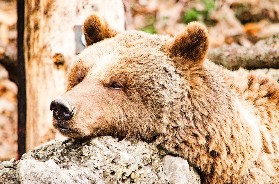 Syksyn siesta Karhu lepäilee silmät kiinni.