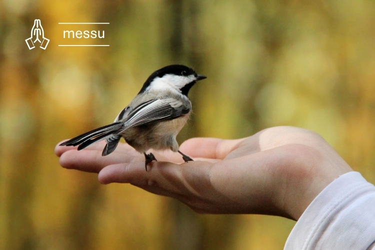 Kuvassa pikkulintu kämmenellä ja teksti 