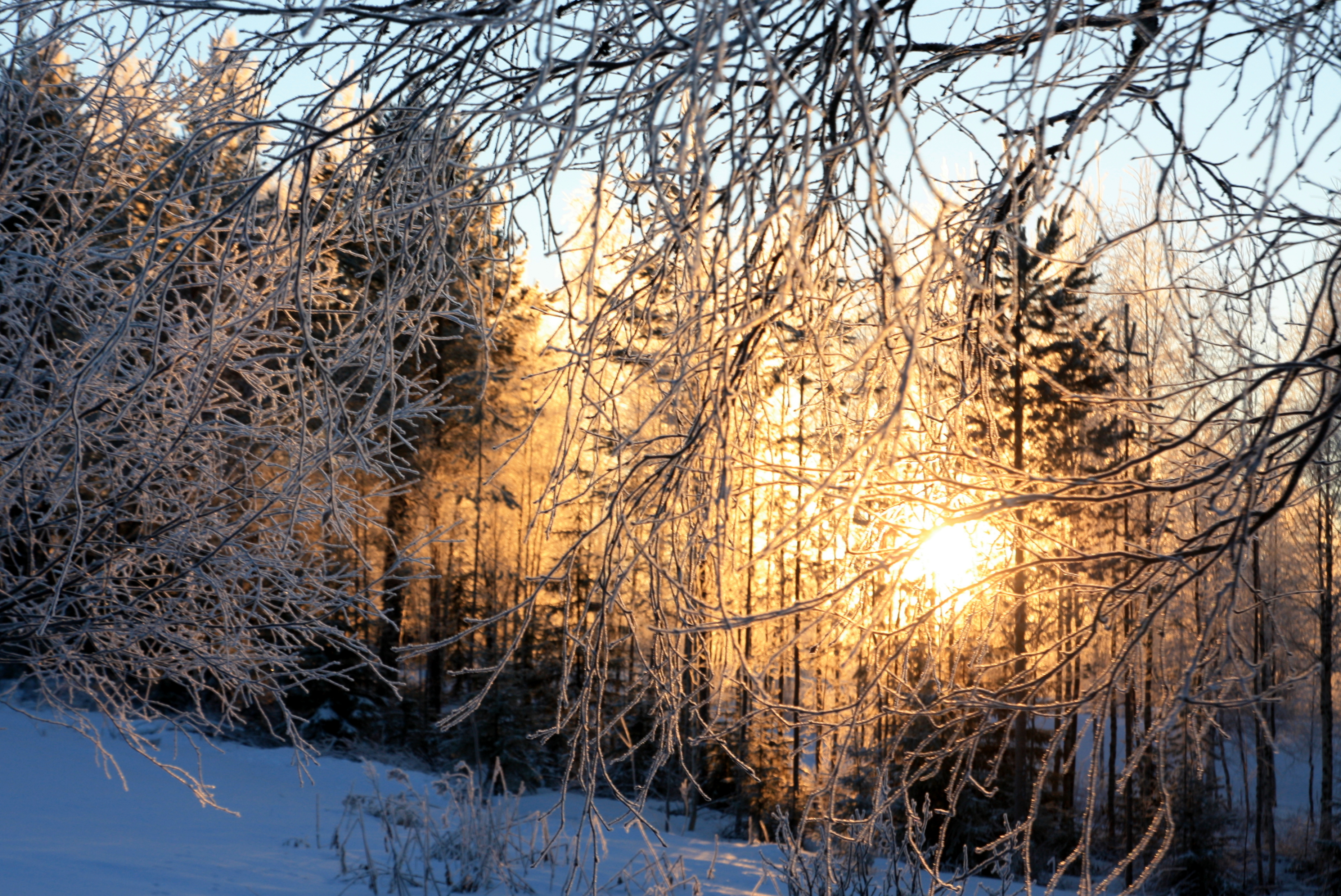 Verkossa: Toivon rukoushetki Aurinko paistaa lumisen metsän läpi.