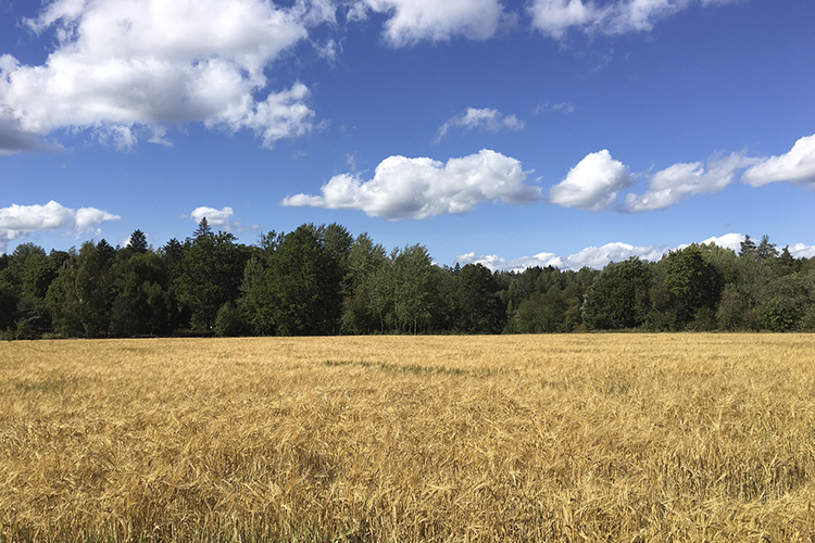 Messu keltainen viljapelto, yllä sininen taivas