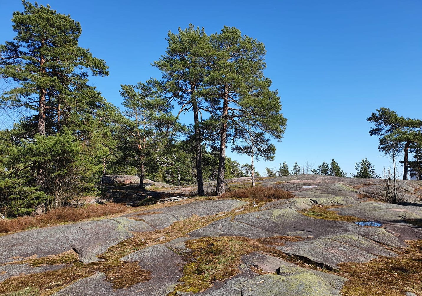 Messu Kallio, jolla kasvaa muutama mänty. Sininen taivas.