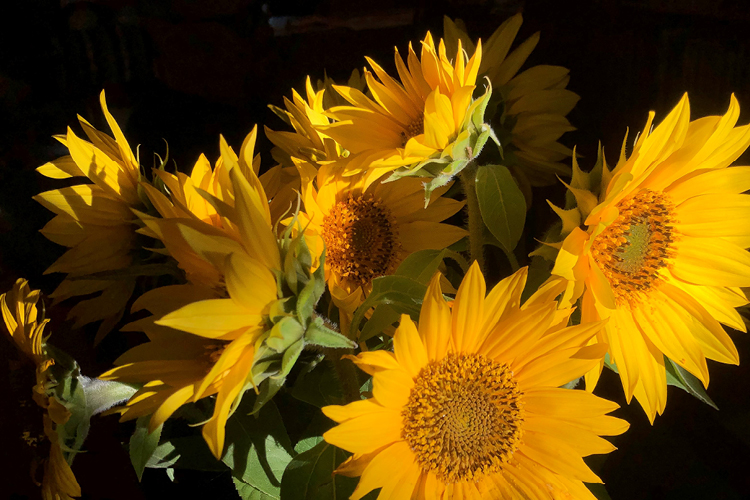 keltaisia säteileviä auringonkukkia tummaa taustaa vasten
