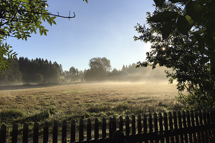 Messu aamun aurinko siilautuu puidon lomasta, viljapelto