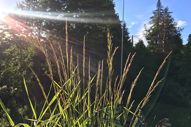 Messu keveitä heiniä auringon aamuvalossa
