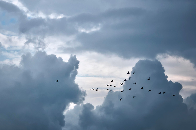 pilviä ja niiden edessä lentää lintuja