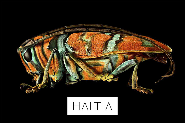 Sivukuva koppakuoriaisesta, etualalla Haltia-luontokeskuksen logo.