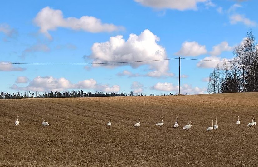 Luomakunnan sunnuntain messu Syksyisellä sänkipellolla kurkia.