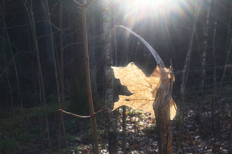 Pieni pyhiinvaellus aurinko paistaa syksyisen ruskalehden läpi