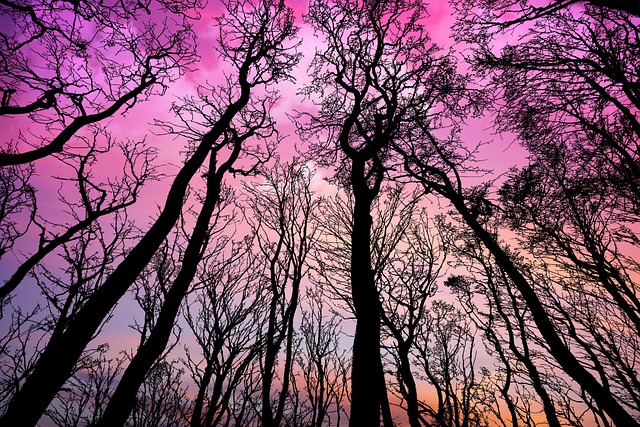 Puitten siluetit vaaleanpunaista auringonlaskua vasten