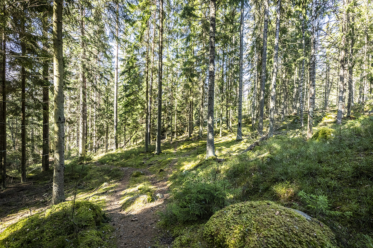 Sammaleista mäntymetsää, joka suojeltiin vuonna 2020. Kuva Esko Jämsä.