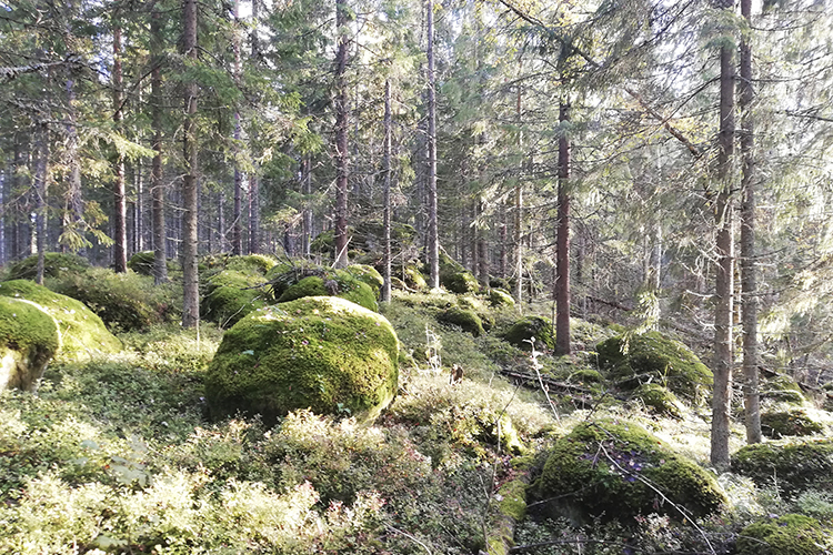 Kuvassa on Velskolassa olevaa, suojeltavaksi ehdottua metsää.