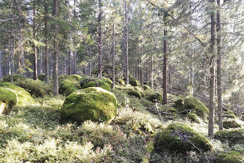 Kuvassa on Velskolassa olevaa, suojeltavaksi ehdottua metsää.