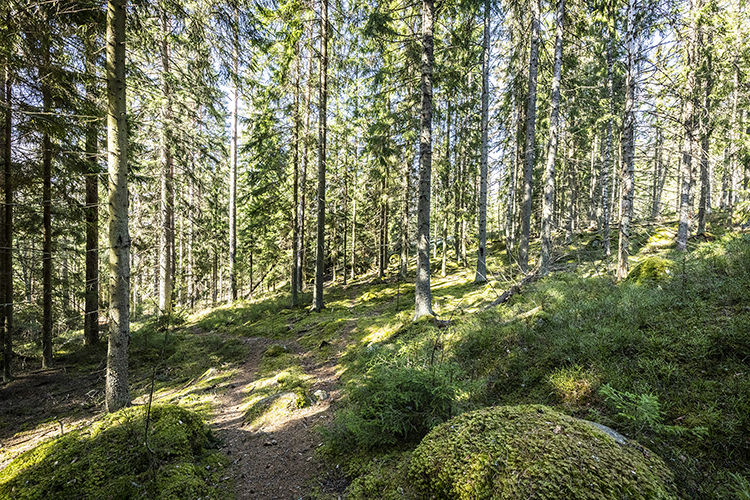 Vehreää metsää, jossa on sammalpeitteisiä kivenlohkareita ja isokokoisia mäntyjä.