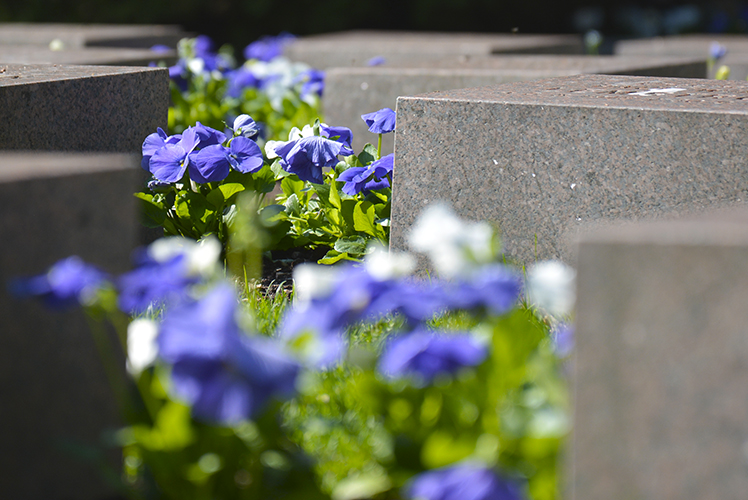 Kuvassa on sinisiä ja valkoisia orvokkeja sekä sankarihautausmaan graniittisia hautakiviä.