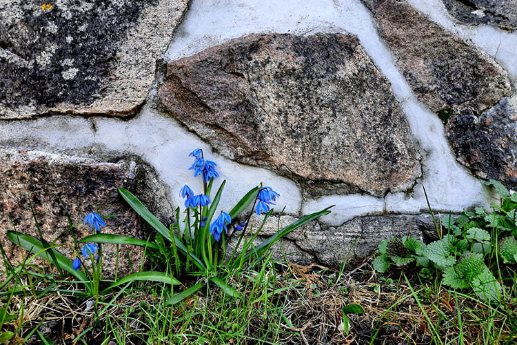 Sinisiä scilla-kukkia tuomiokirkon kiviseinän vieressä.